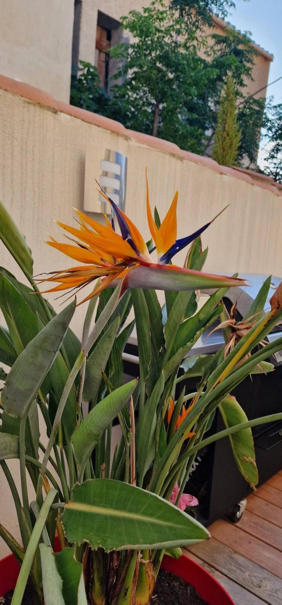 L'Oiseau Du Paradis Narbonne Bagian luar foto
